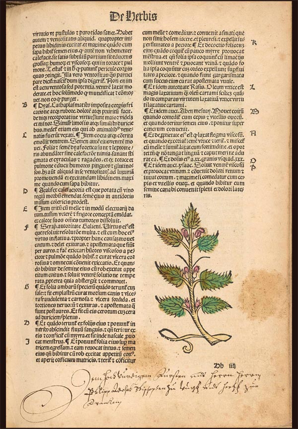 The Garden of Health