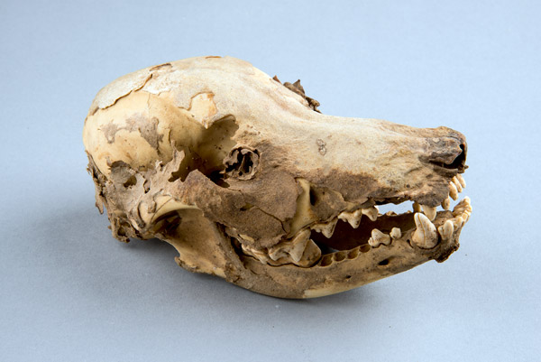 Dog skull