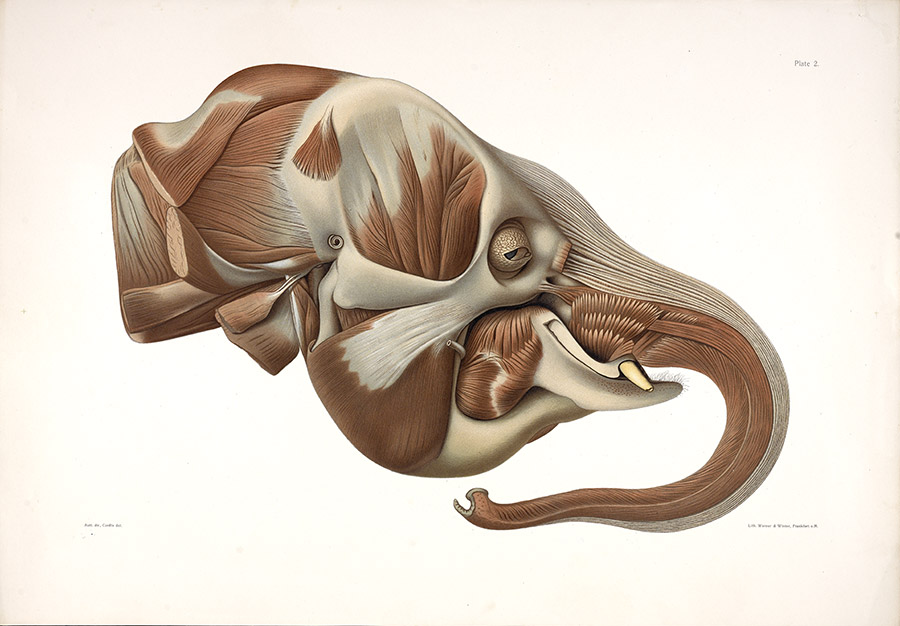 The Elephant’s Head